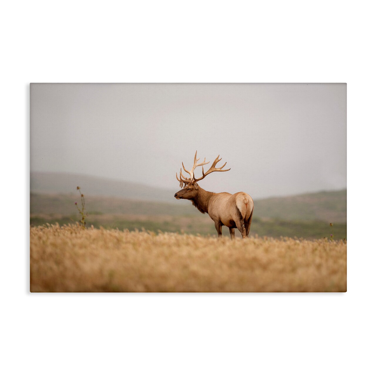 Stupell Industries Tule Elk Photography Canvas Wall Art Design by Crystal Lynn Collins